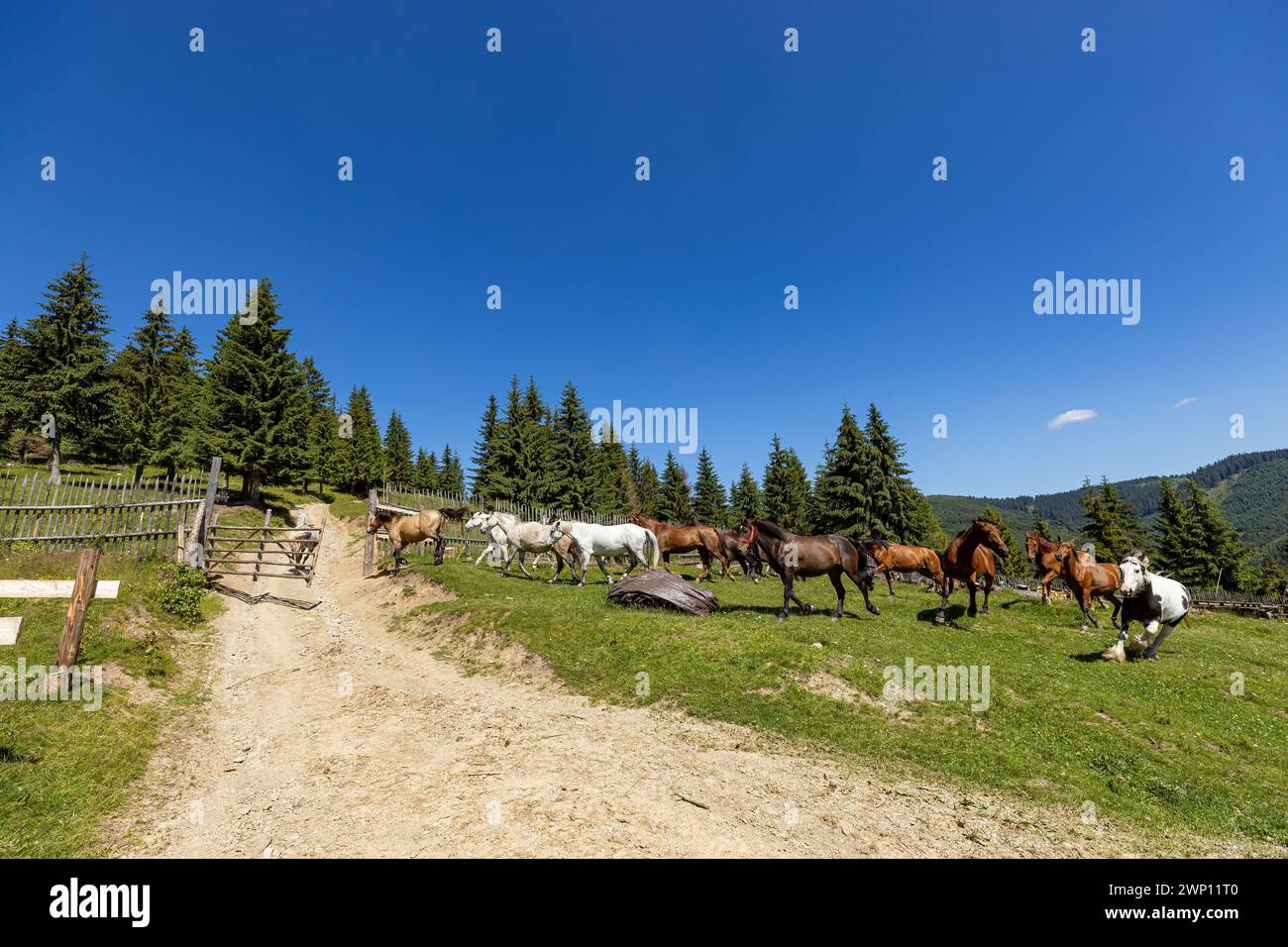 Wildes Pferd in den Karpaten Stockfoto