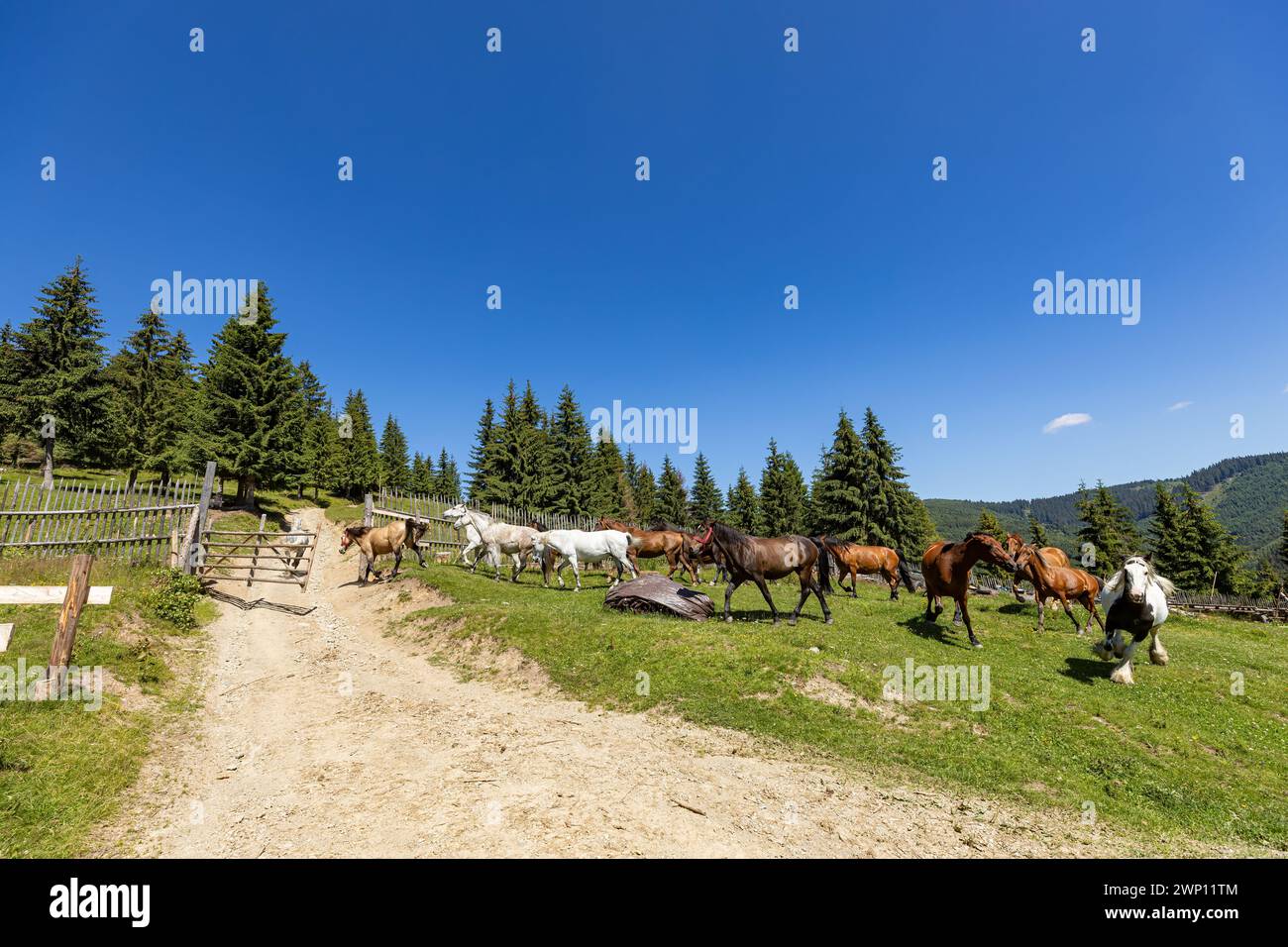 Wildes Pferd in den Karpaten Stockfoto