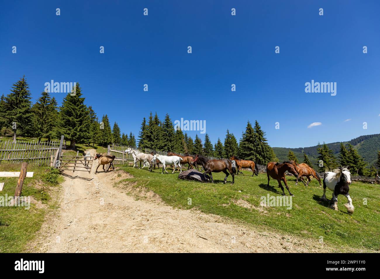 Wildes Pferd in den Karpaten Stockfoto