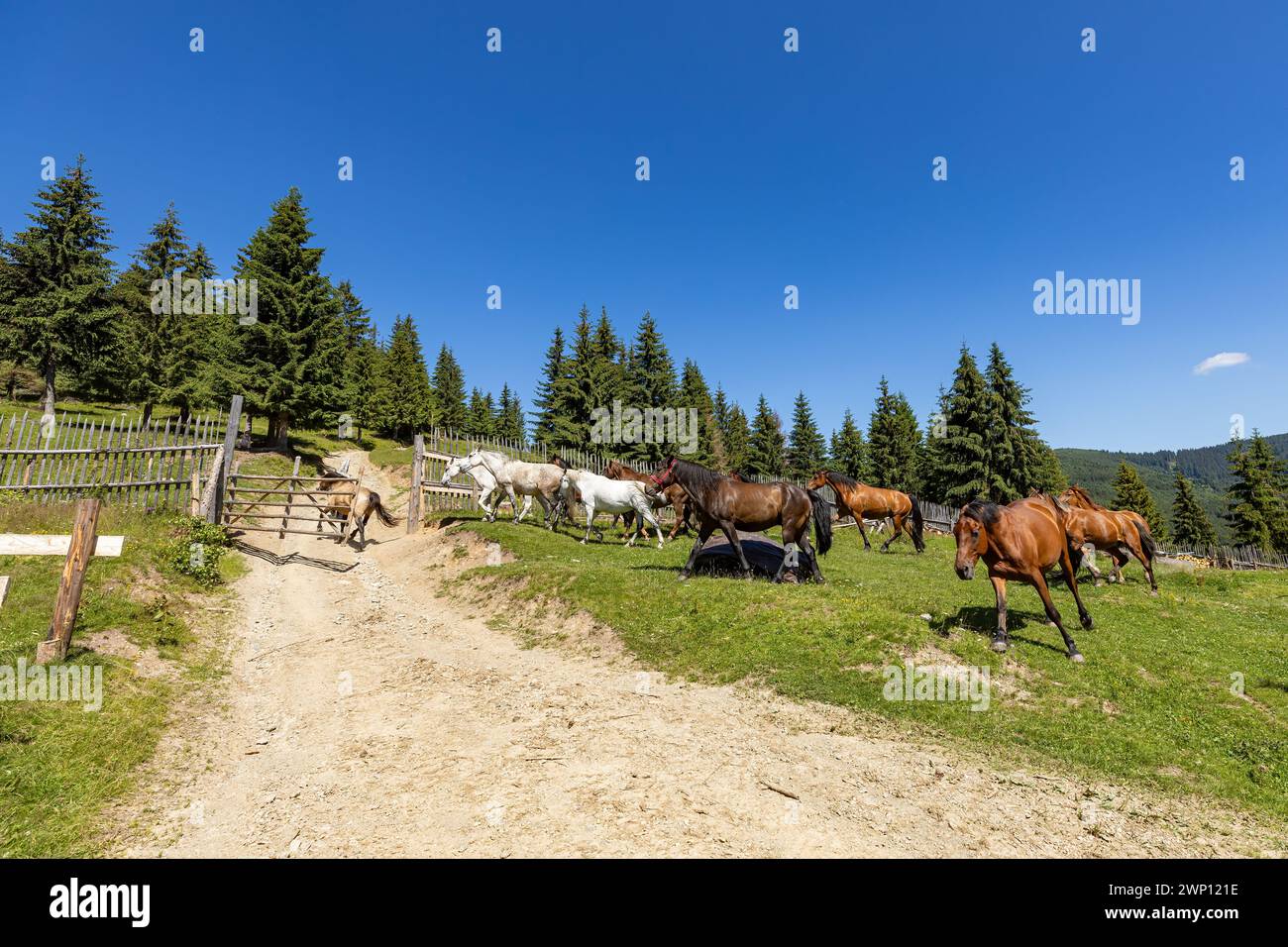 Wildes Pferd in den Karpaten Stockfoto