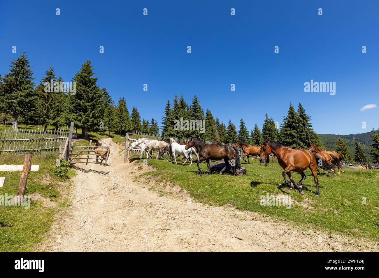Wildes Pferd in den Karpaten Stockfoto