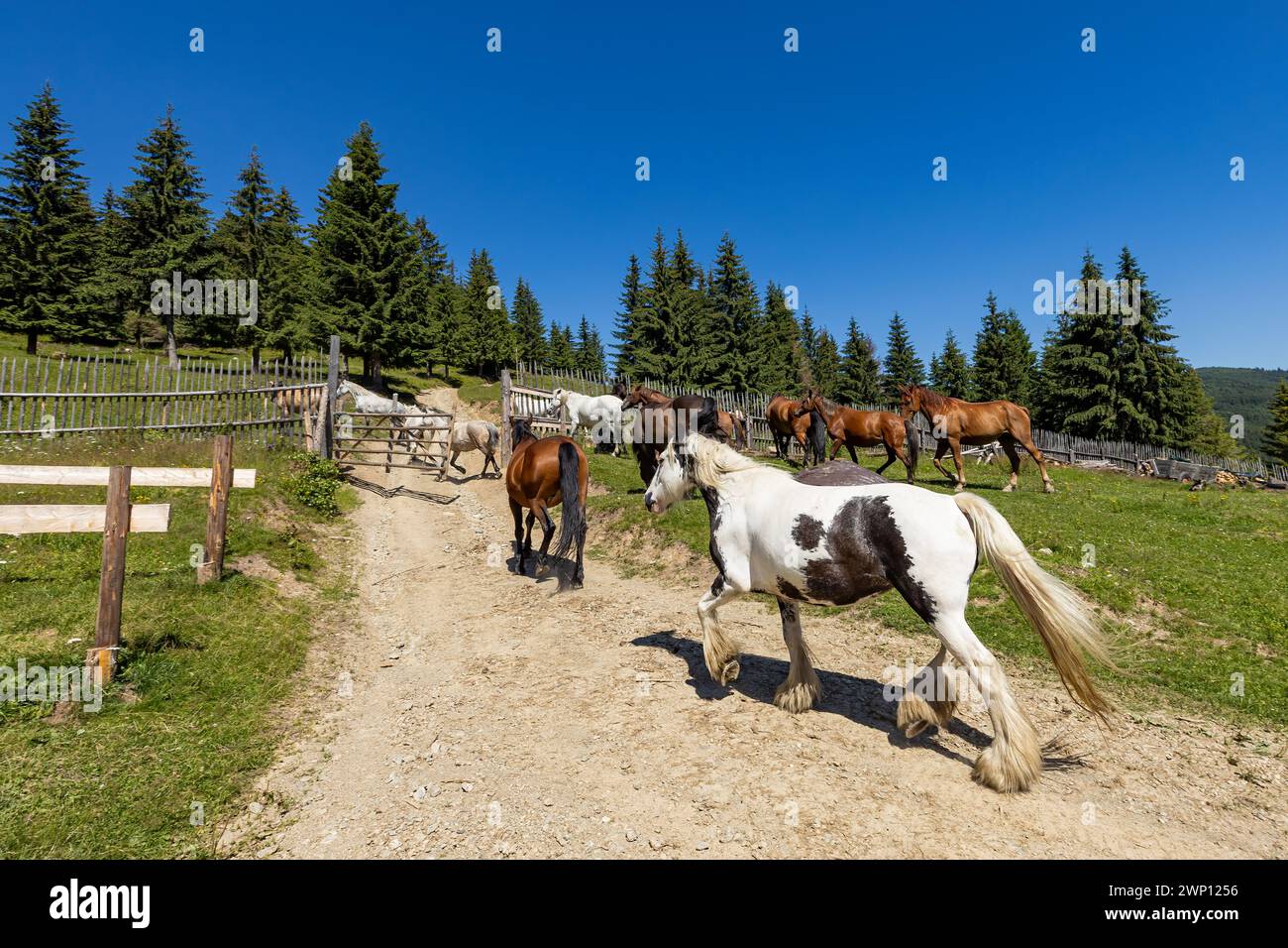 Wildes Pferd in den Karpaten Stockfoto