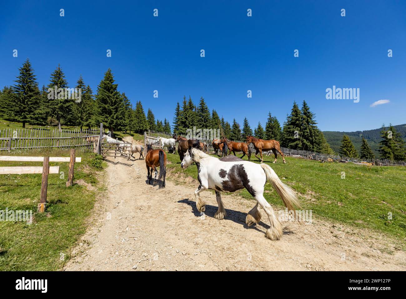 Wildes Pferd in den Karpaten Stockfoto