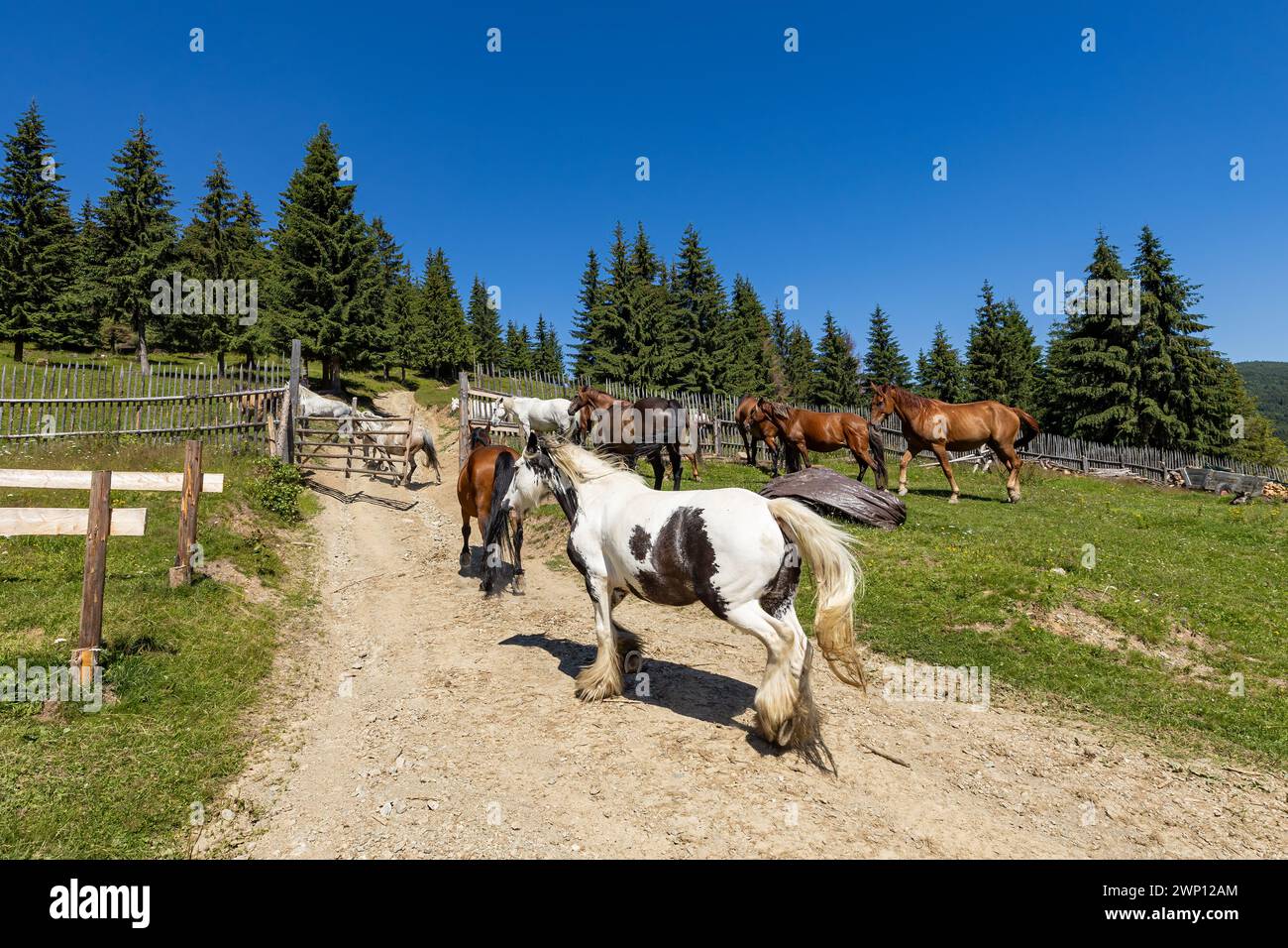 Wildes Pferd in den Karpaten Stockfoto