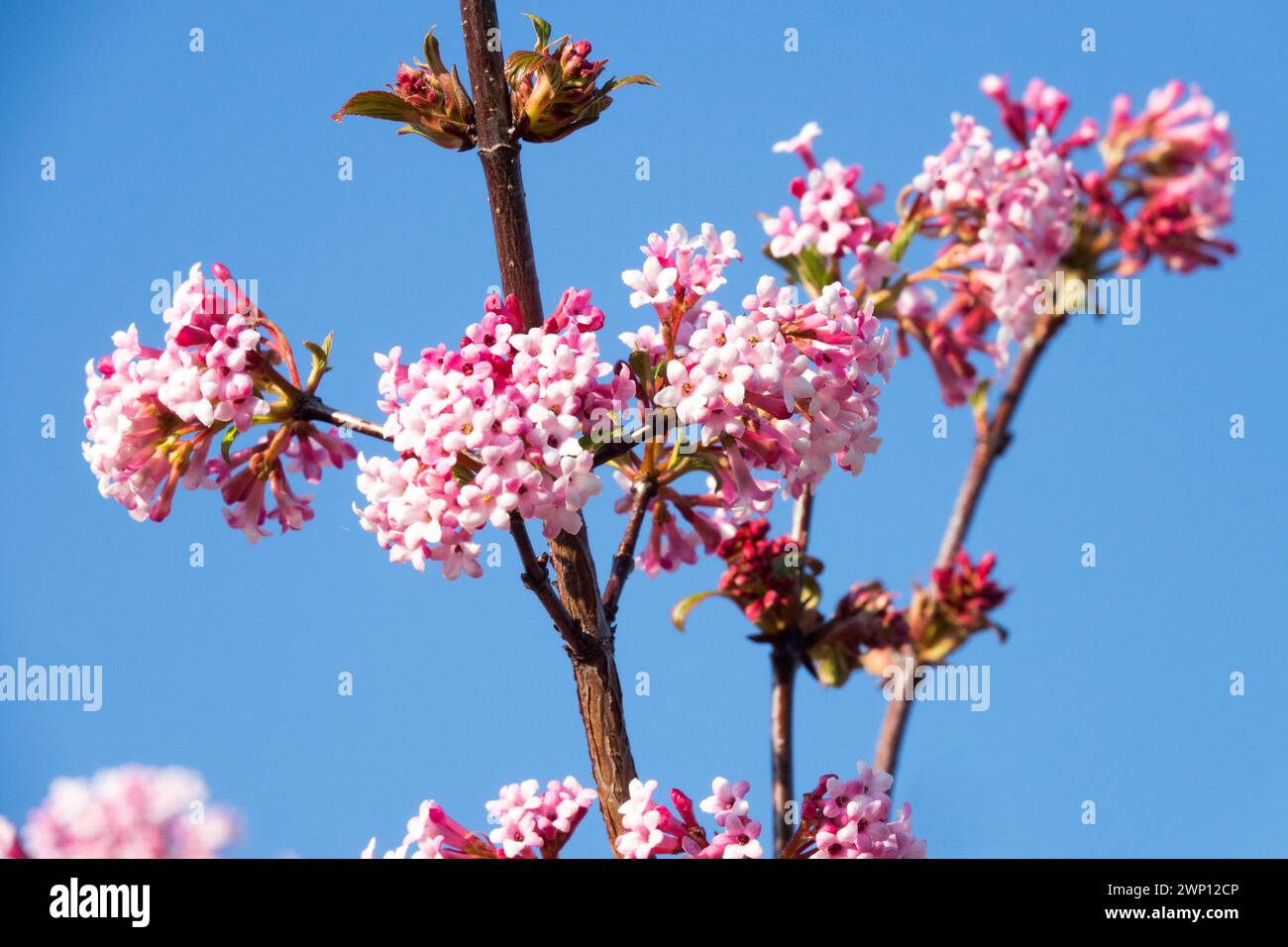 Viburnum Blume Closeup weiß Hellrosa Viburnum Dawn blüht Bodnant Viburnum Blumen Bienenfreundliche Winter blühende Pflanze Viburnum x Bodnantense Dawn Stockfoto