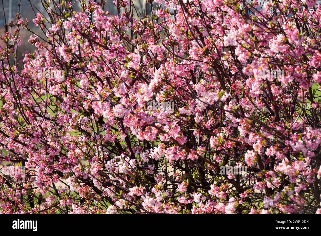 Viburnum x Bodnantense 'Dawn' März Blumen Spätwinter Arrowwood Bodnant Viburnum Hecke blühende Sträucher Rosa blühende Blüten auf Zweigen Viburnums Stockfoto