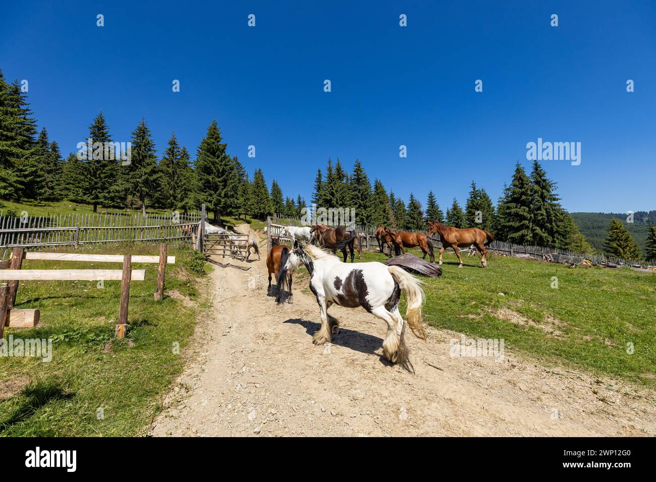 Wildes Pferd in den Karpaten Stockfoto