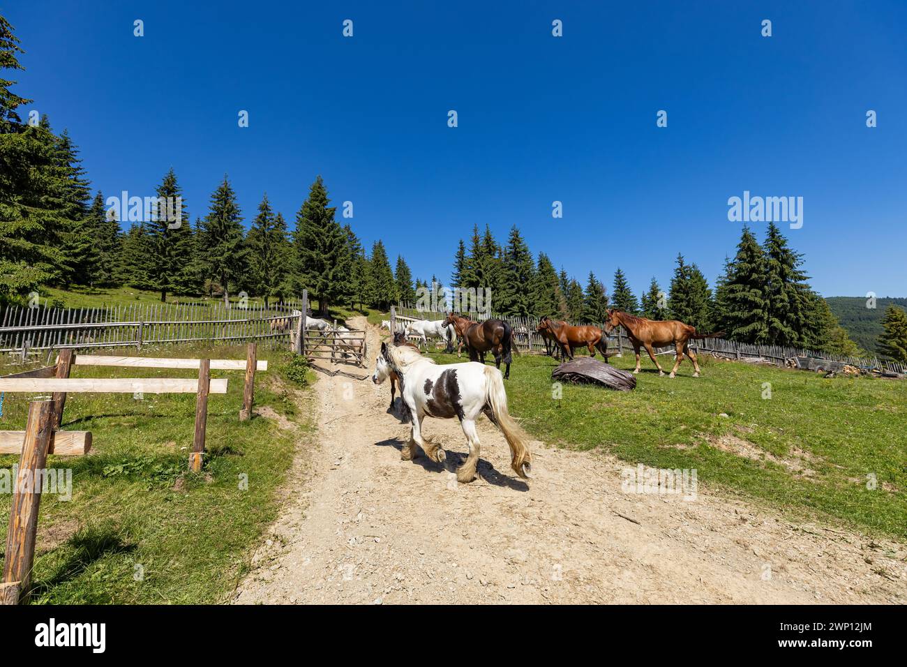 Wildes Pferd in den Karpaten Stockfoto