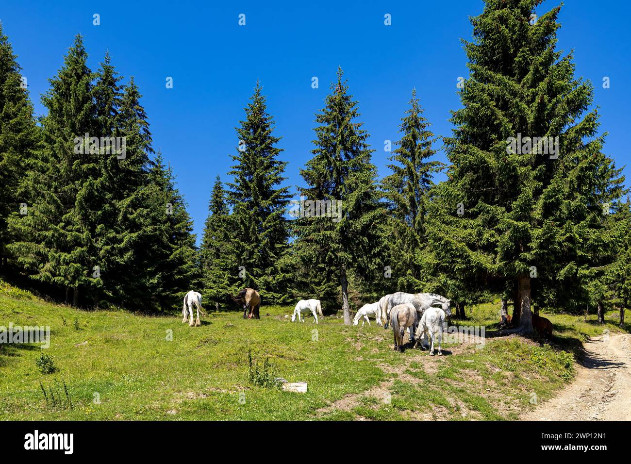 Wildes Pferd in den Karpaten Stockfoto