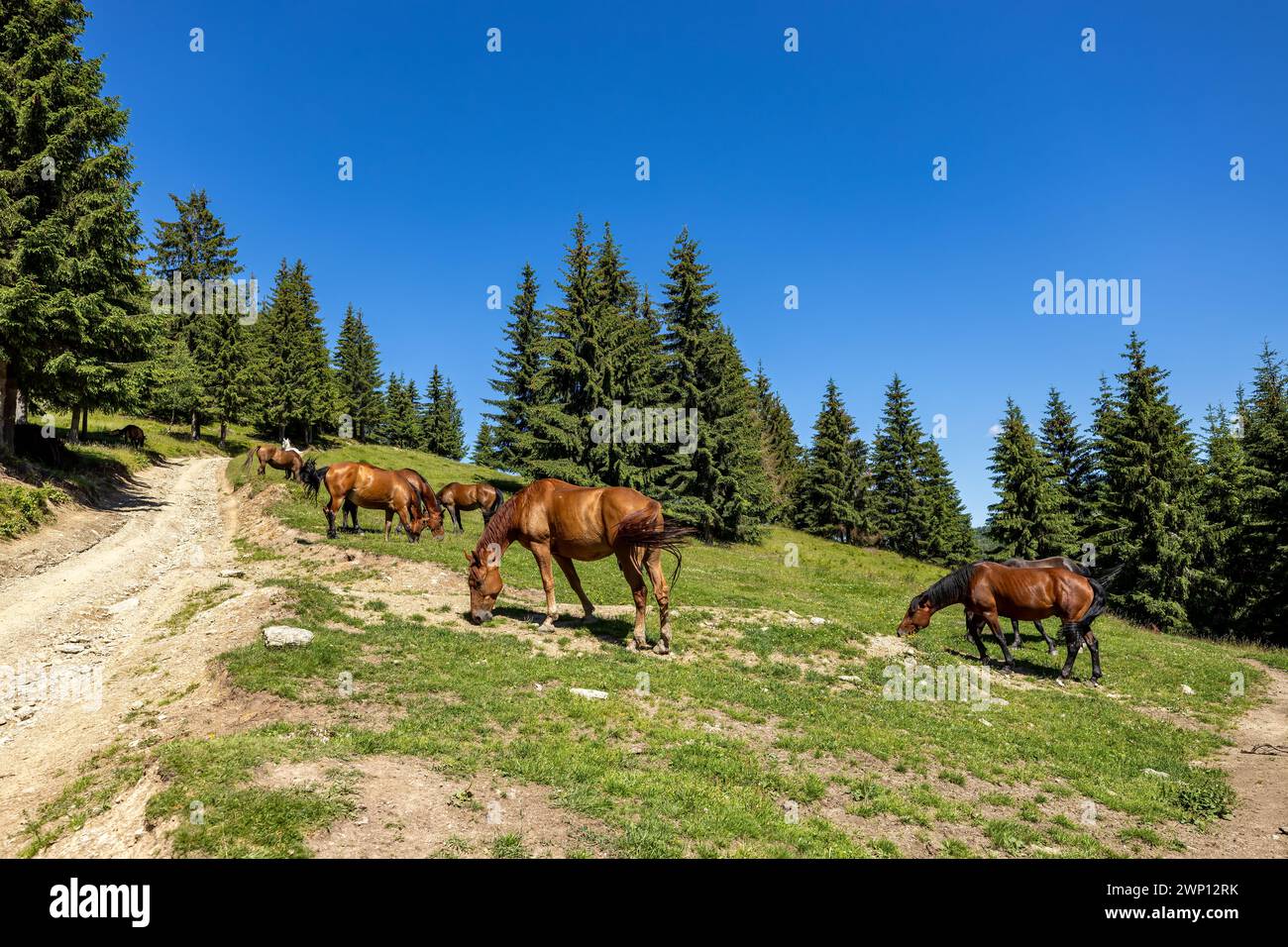Wildes Pferd in den Karpaten Stockfoto