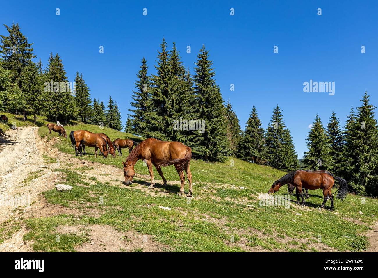 Wildes Pferd in den Karpaten Stockfoto
