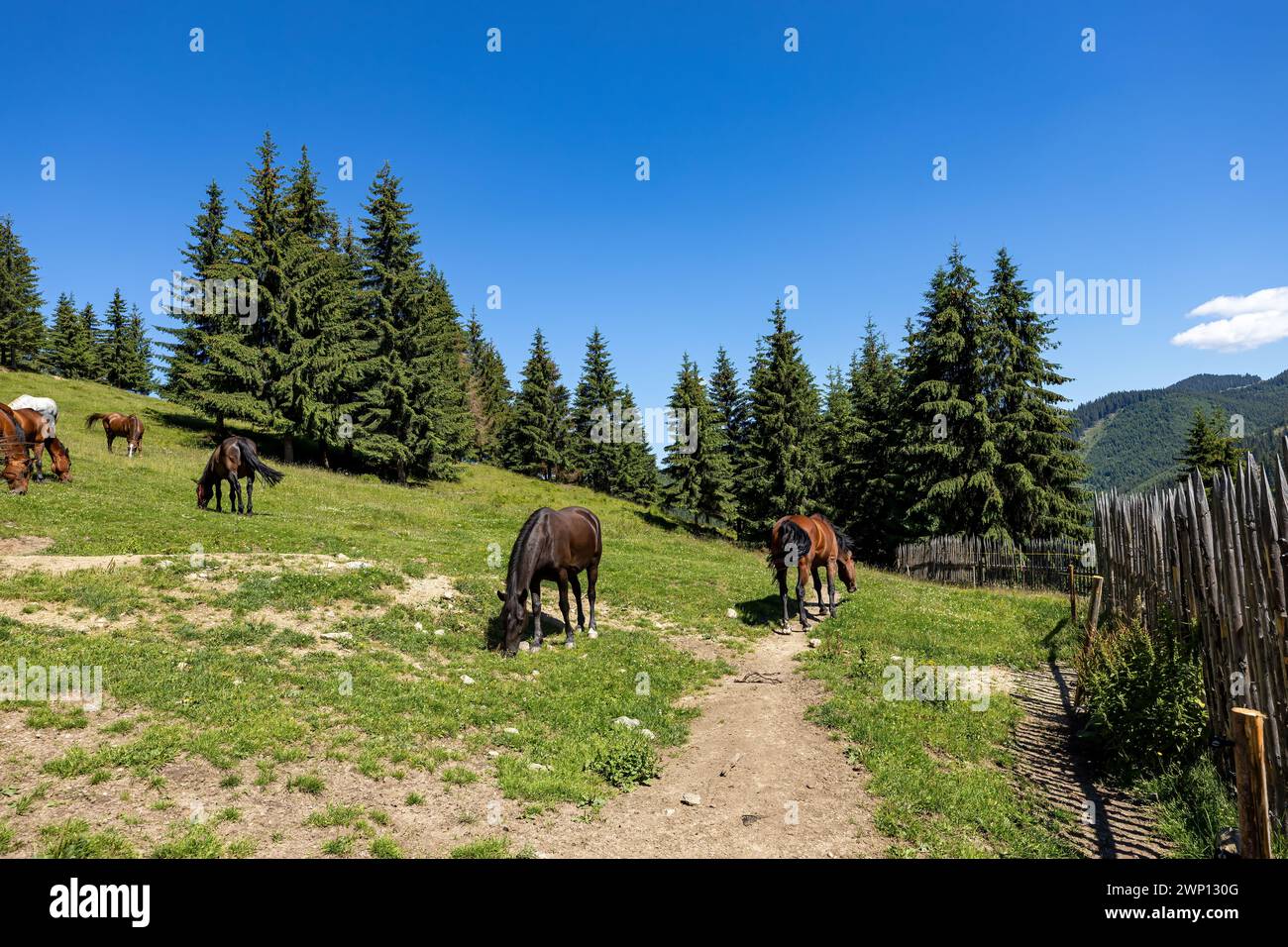 Wildes Pferd in den Karpaten Stockfoto
