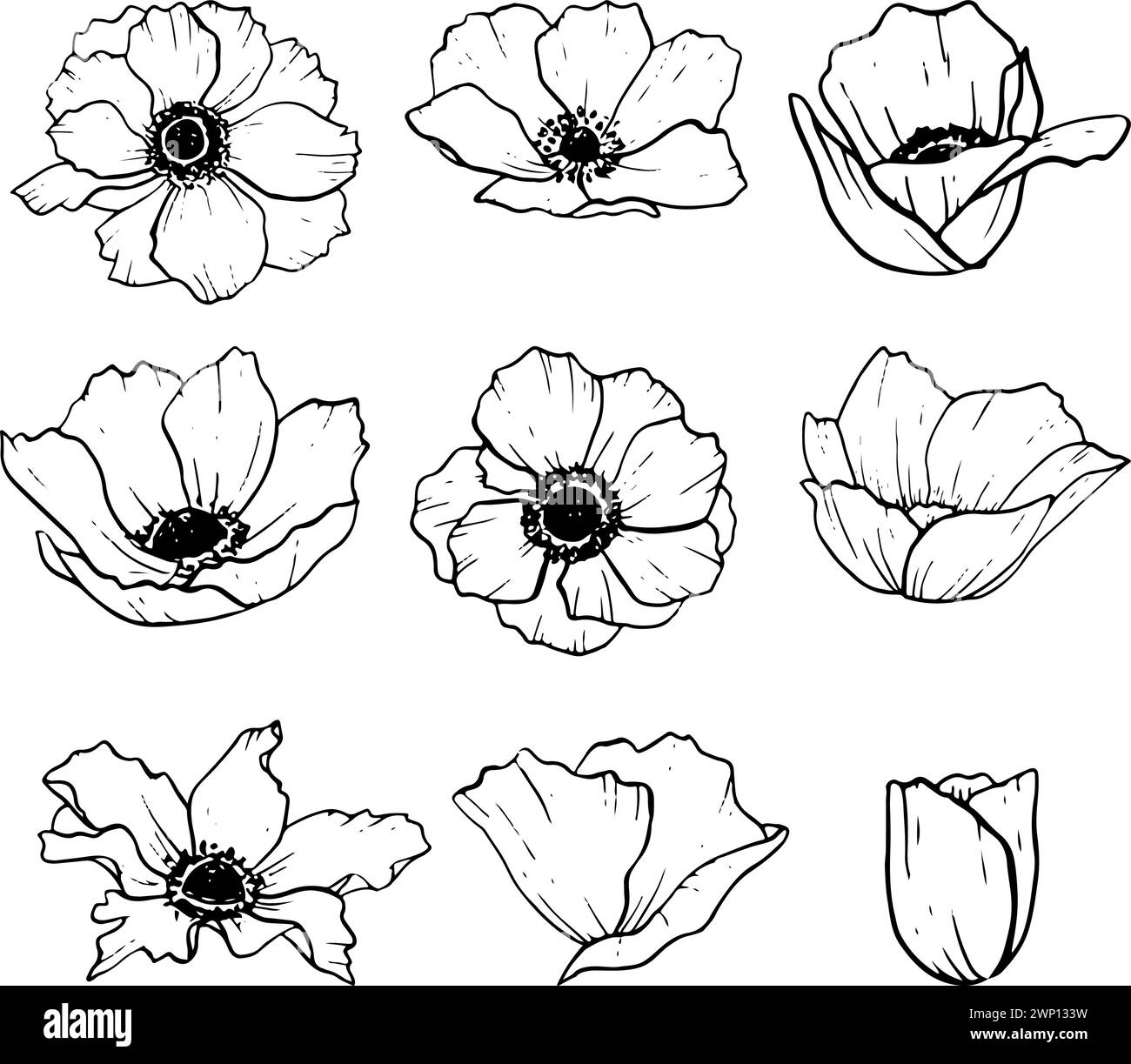 Anemonen Blumen Illustrationsset. Wiesenmohn Stock Vektor