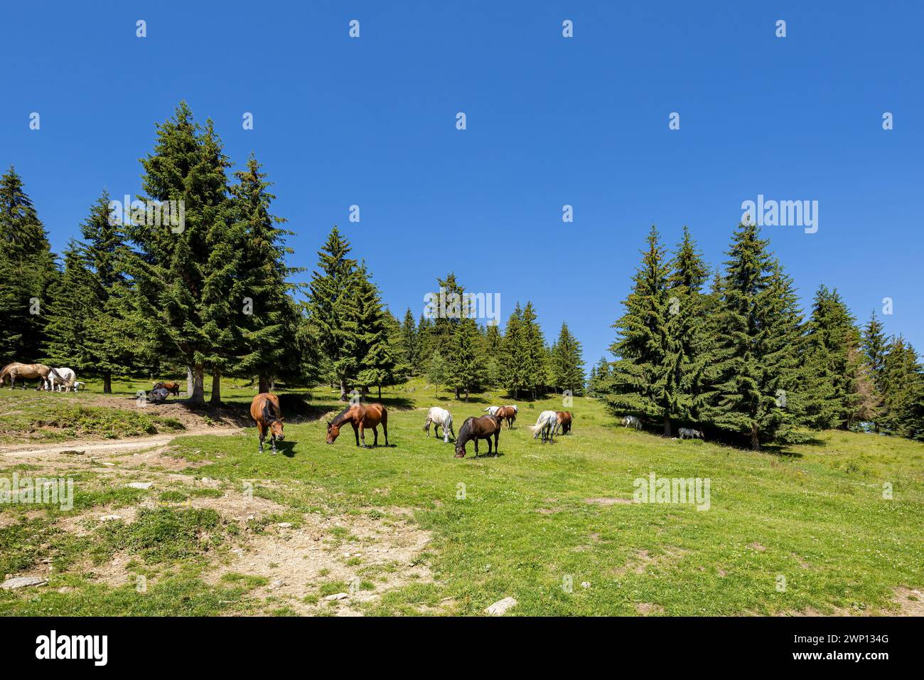 Wildes Pferd in den Karpaten Stockfoto