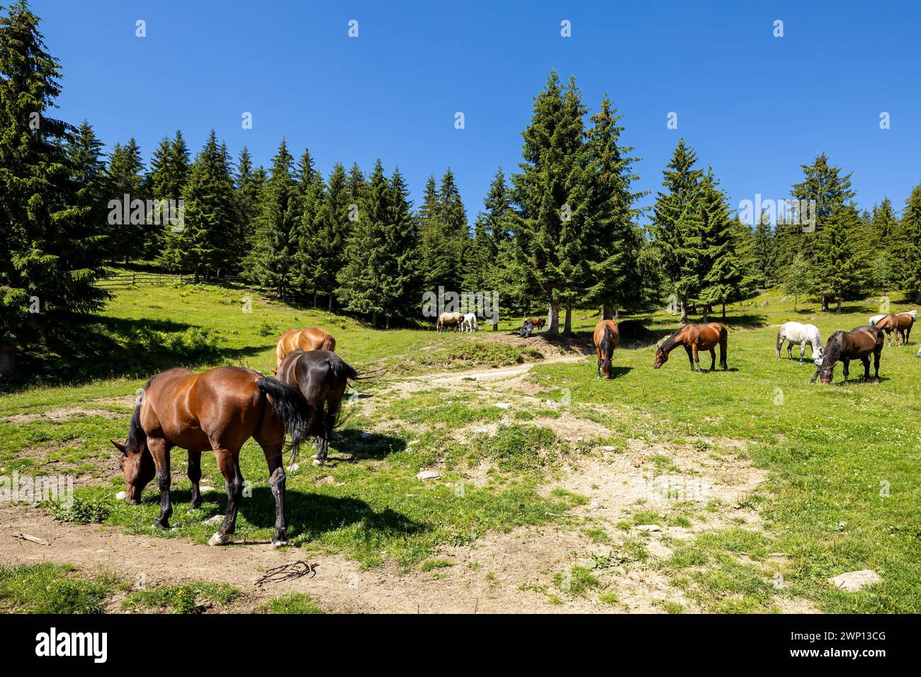 Wildes Pferd in den Karpaten Stockfoto