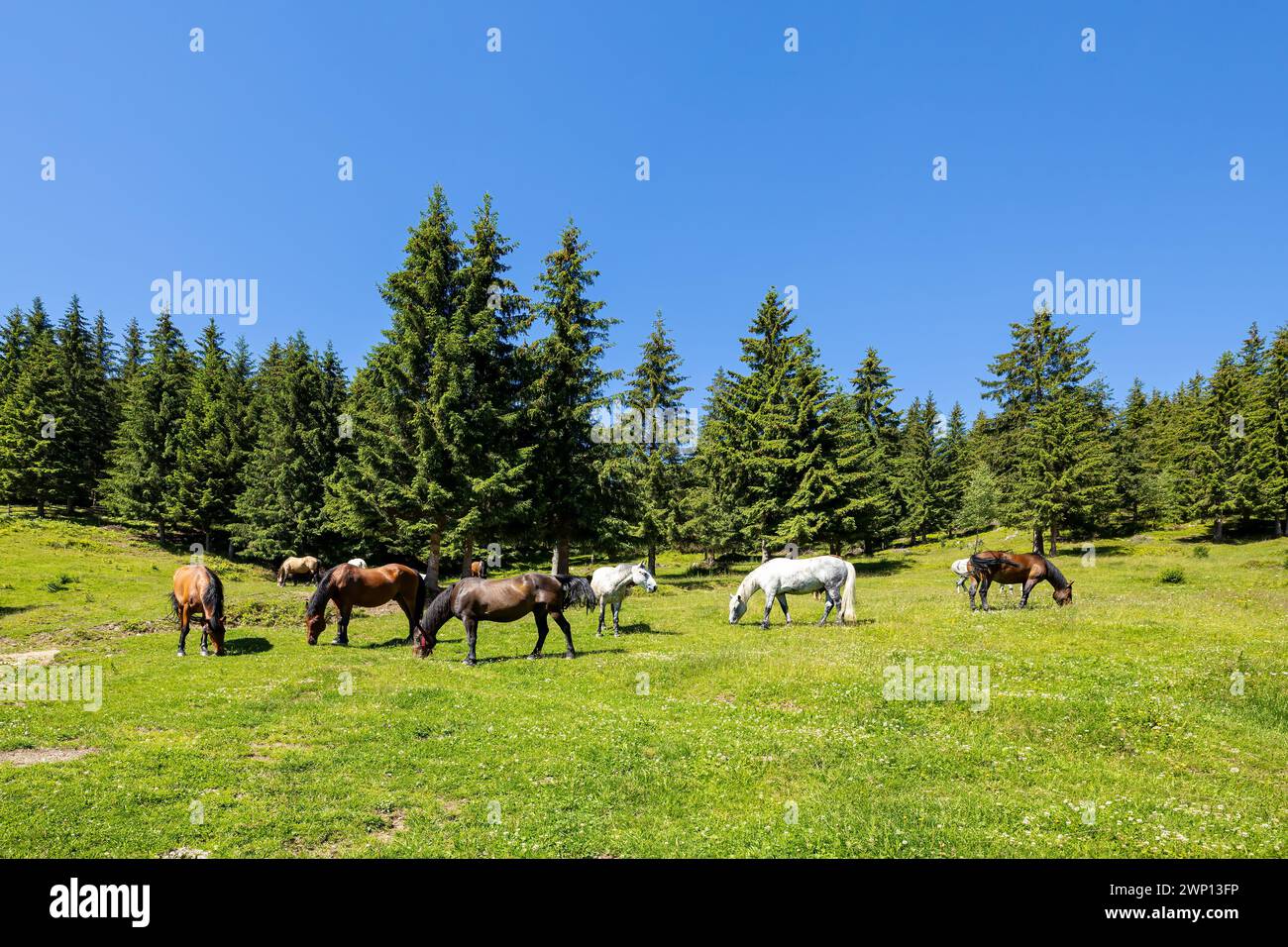 Wildes Pferd in den Karpaten Stockfoto