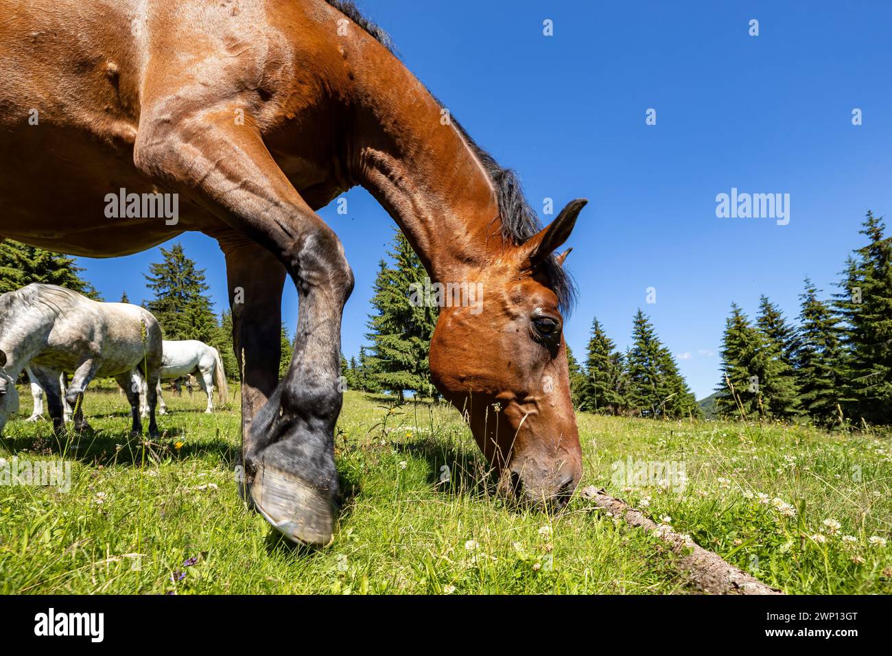 Wildes Pferd in den Karpaten Stockfoto