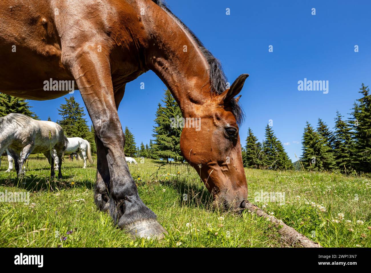 Wildes Pferd in den Karpaten Stockfoto