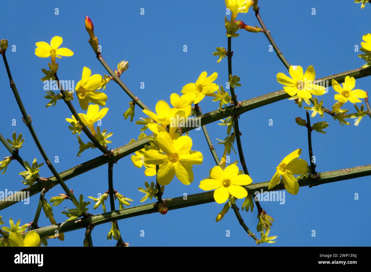 Jasminum nudiflorum Winterblühende Jasminblüten auf Ästen gelbe Blume blüht Winter Jasmin Sträucher blüht Zweige gegen blauen Himmel Winter Stockfoto