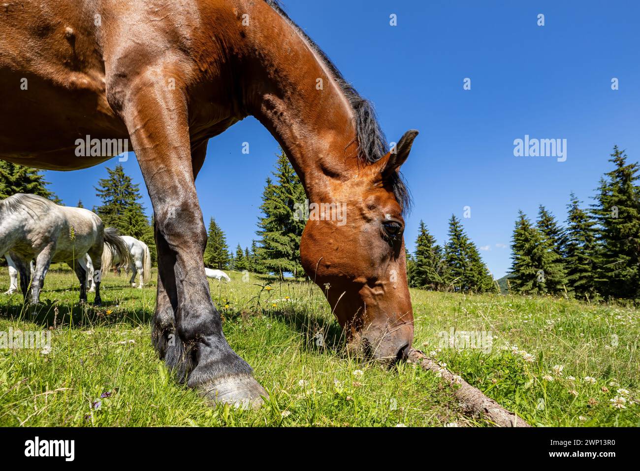 Wildes Pferd in den Karpaten Stockfoto