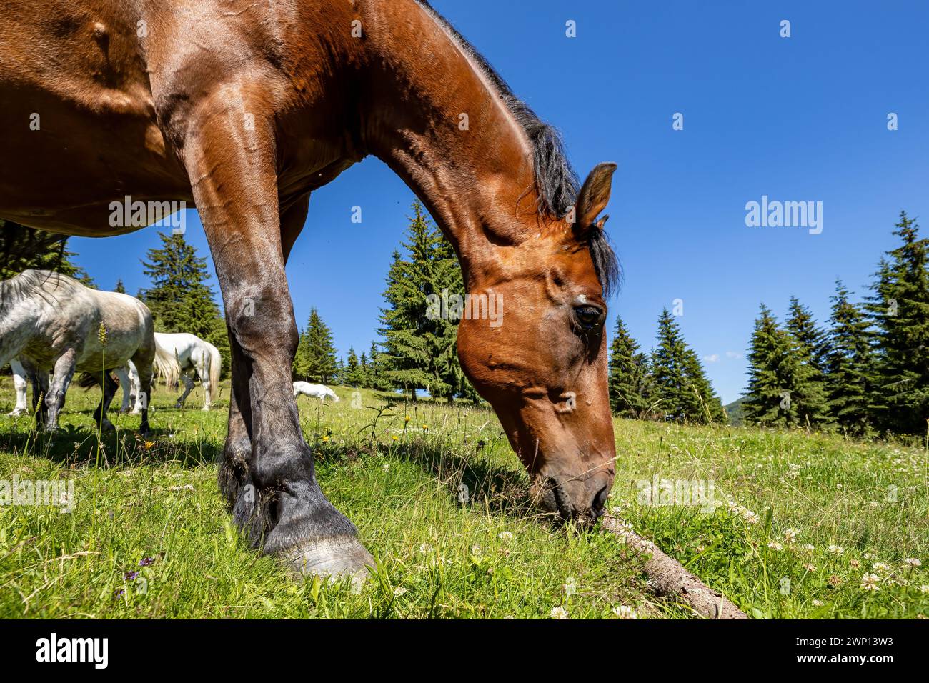 Wildes Pferd in den Karpaten Stockfoto