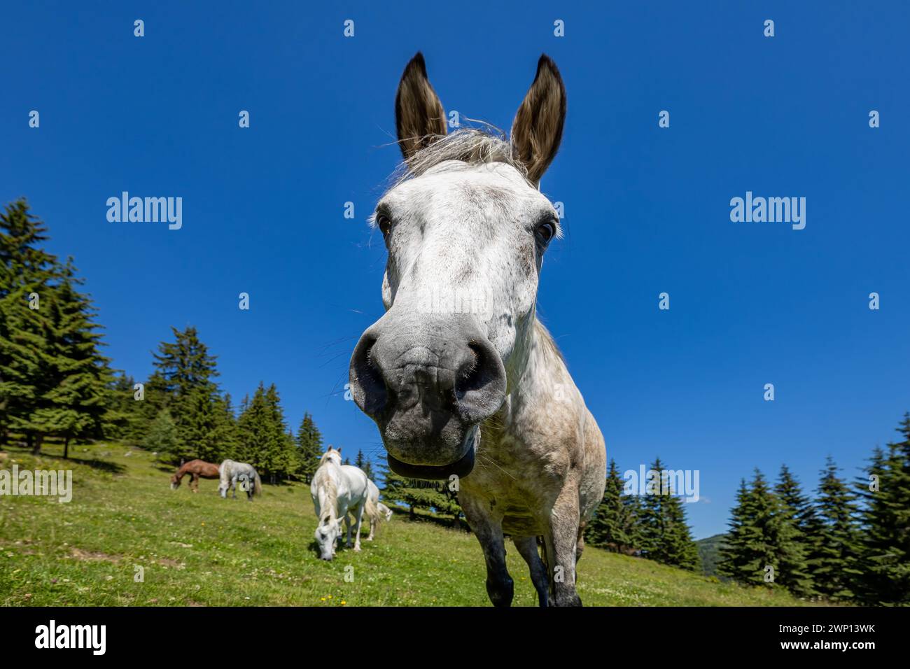Wildes Pferd in den Karpaten Stockfoto