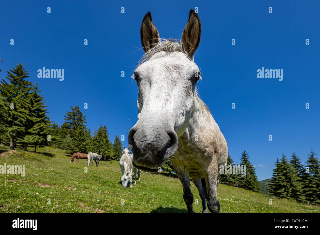 Wildes Pferd in den Karpaten Stockfoto