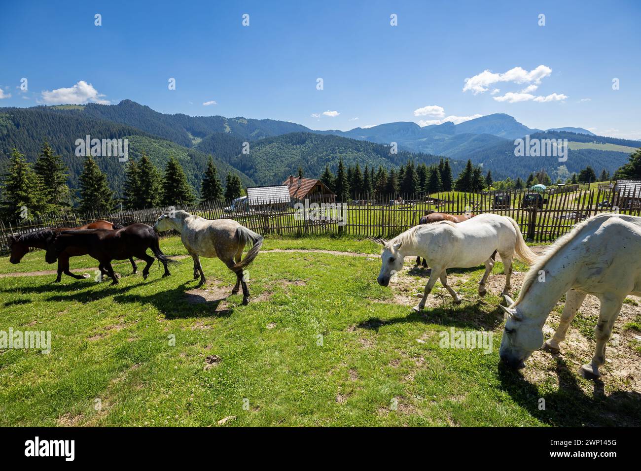 Wildes Pferd in den Karpaten Stockfoto