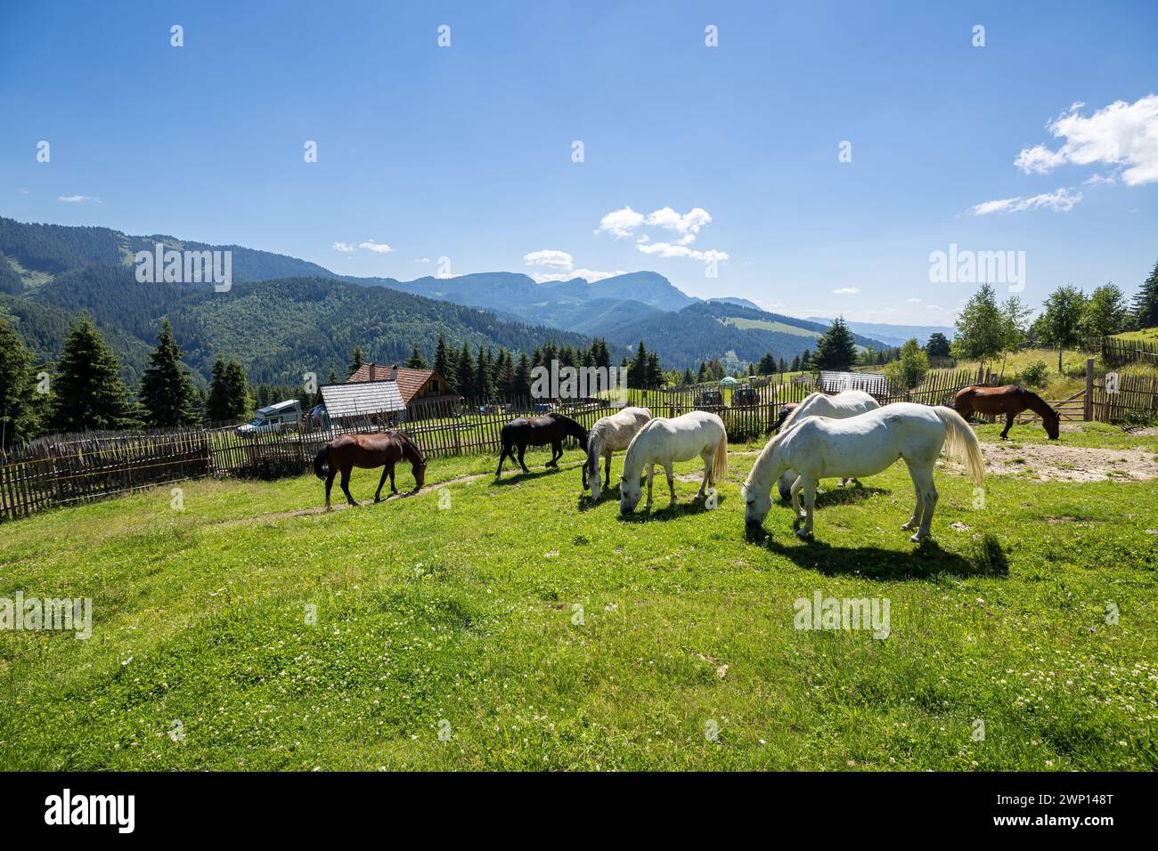 Wildes Pferd in den Karpaten Stockfoto