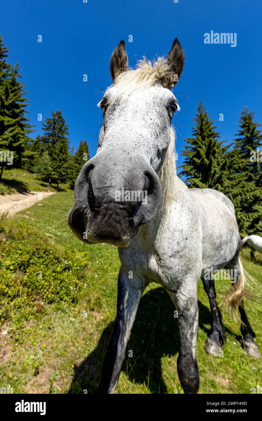 Wildes Pferd in den Karpaten Stockfoto