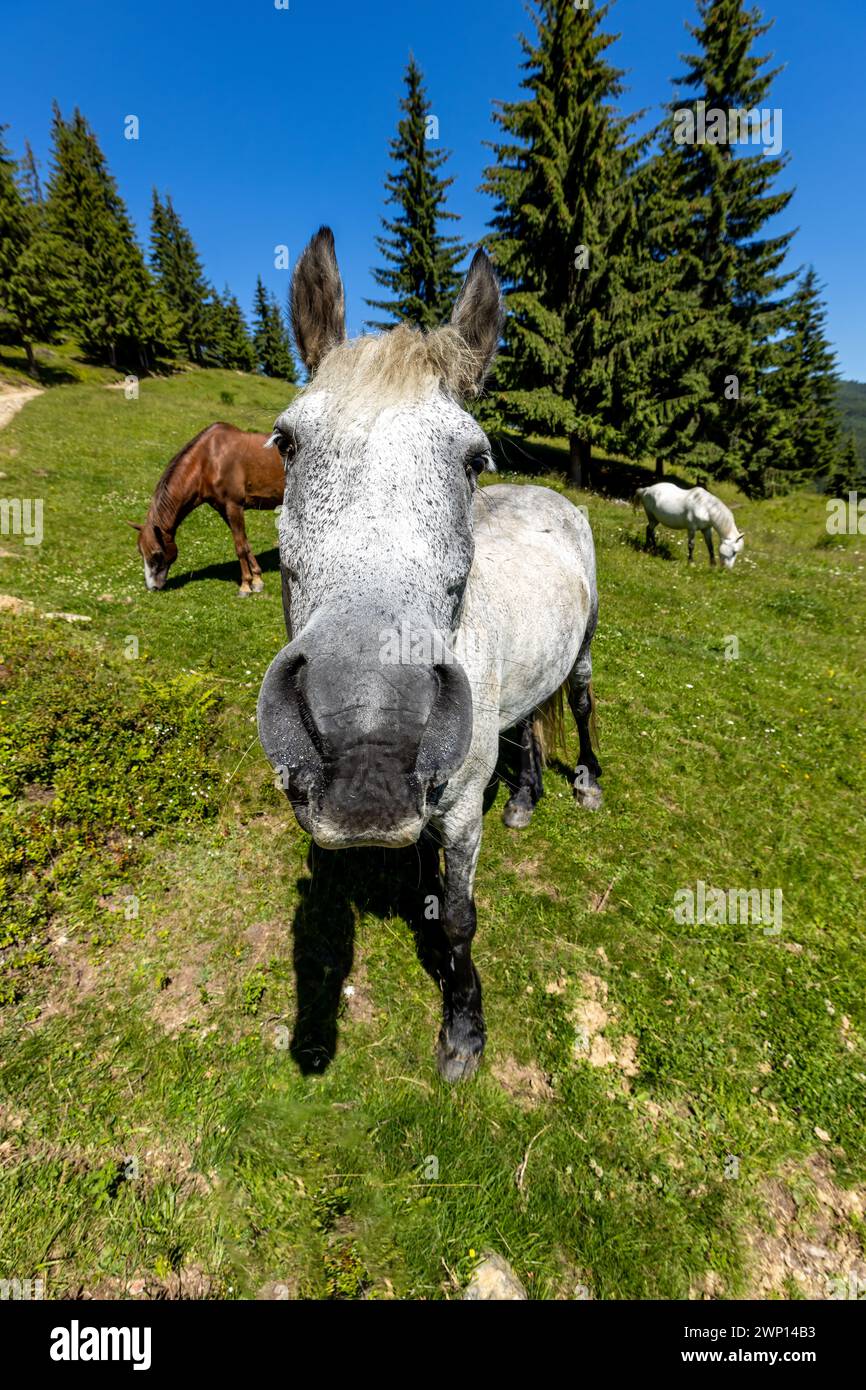 Wildes Pferd in den Karpaten Stockfoto