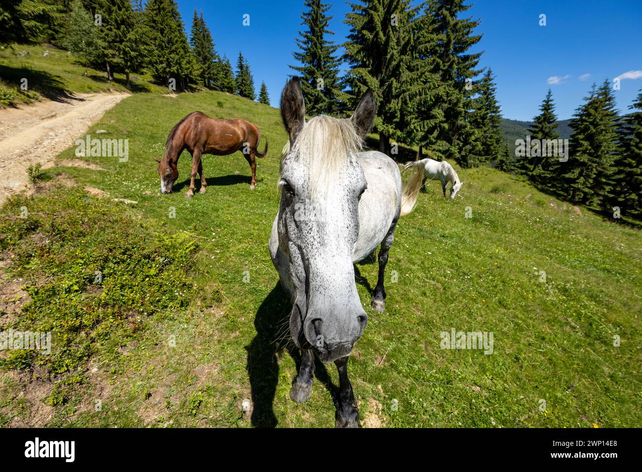Wildes Pferd in den Karpaten Stockfoto