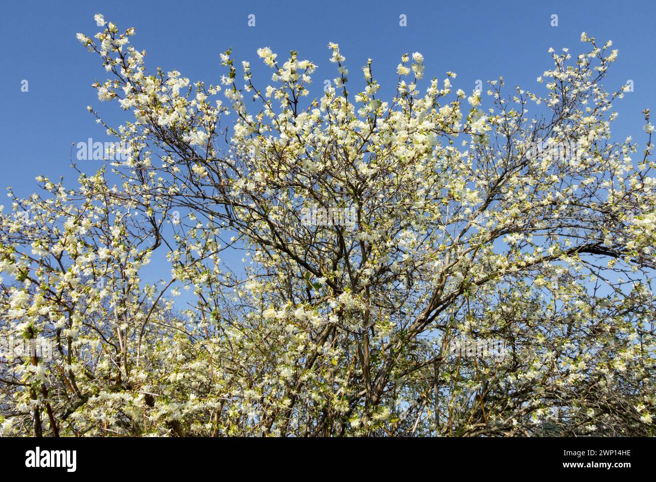 Geißblatt Lonicera x purpusii blühender Sträucher Spätwinter vor blauem Himmel Weiße Blumen blühende Zweige Lonicera purpusii Winterblumen Stockfoto
