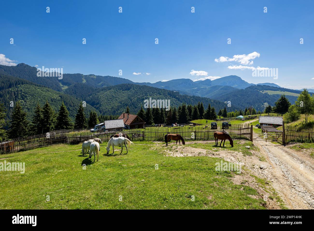 Wildes Pferd in den Karpaten Stockfoto