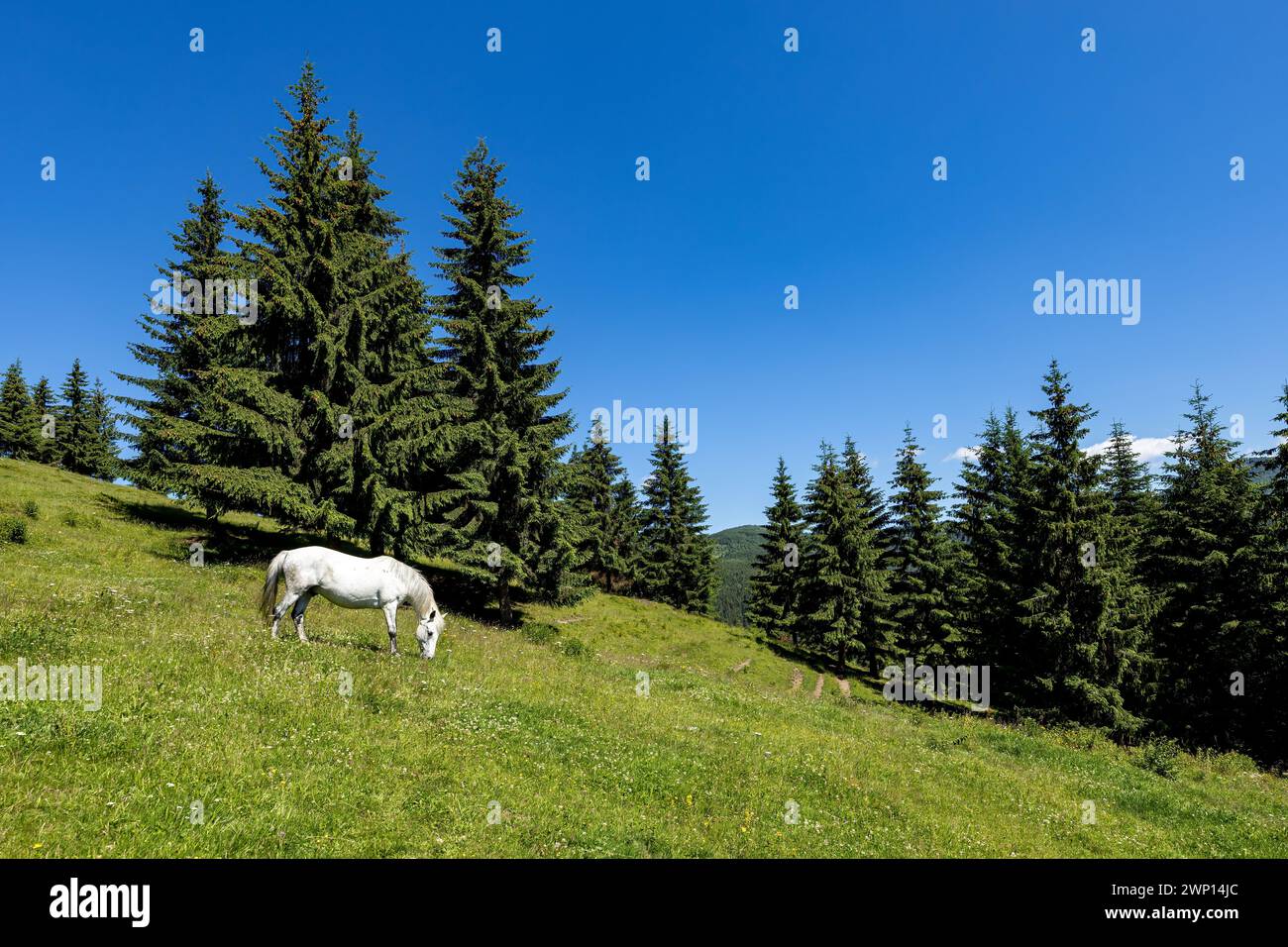 Wildes Pferd in den Karpaten Stockfoto