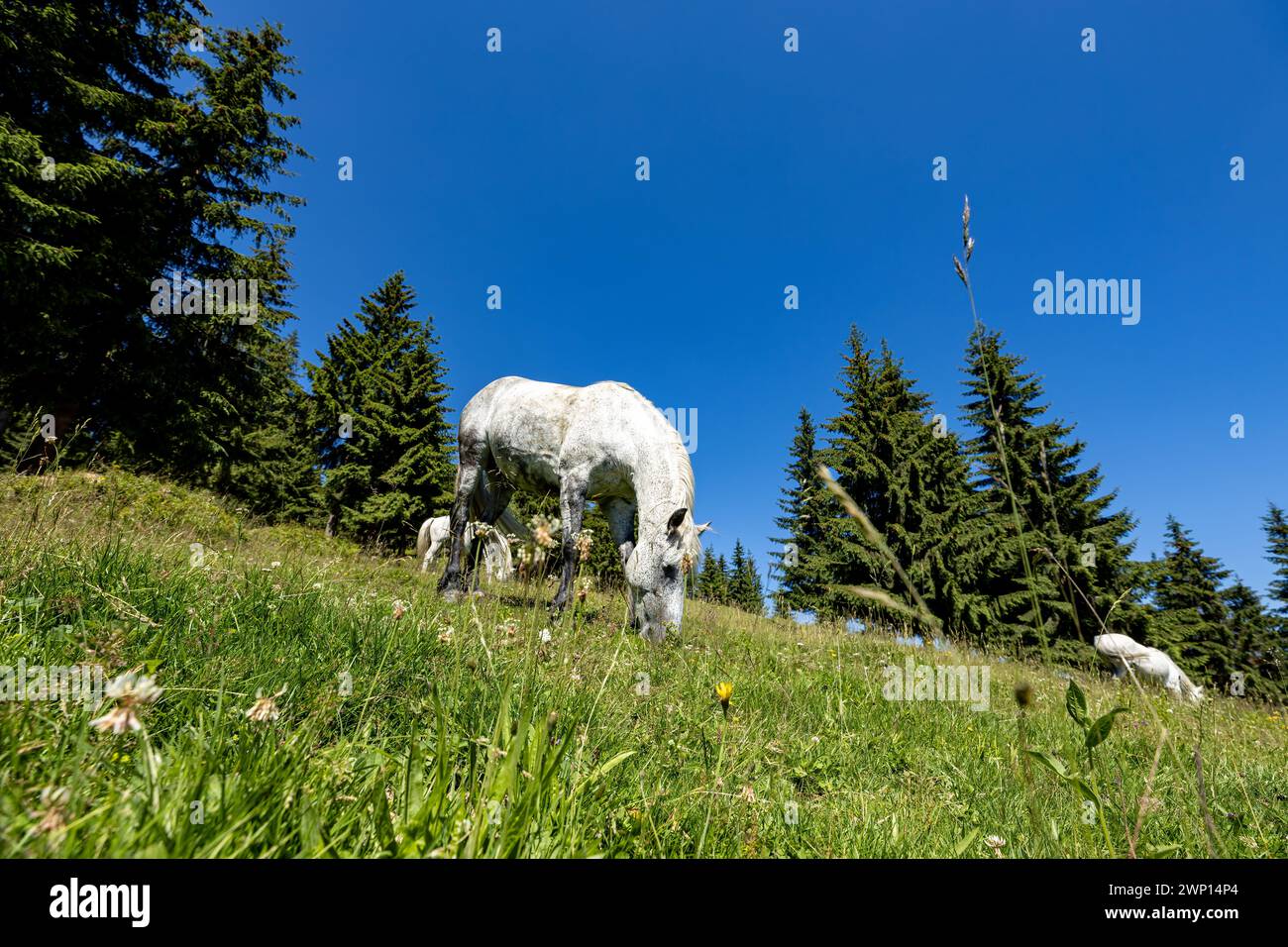 Wildes Pferd in den Karpaten Stockfoto