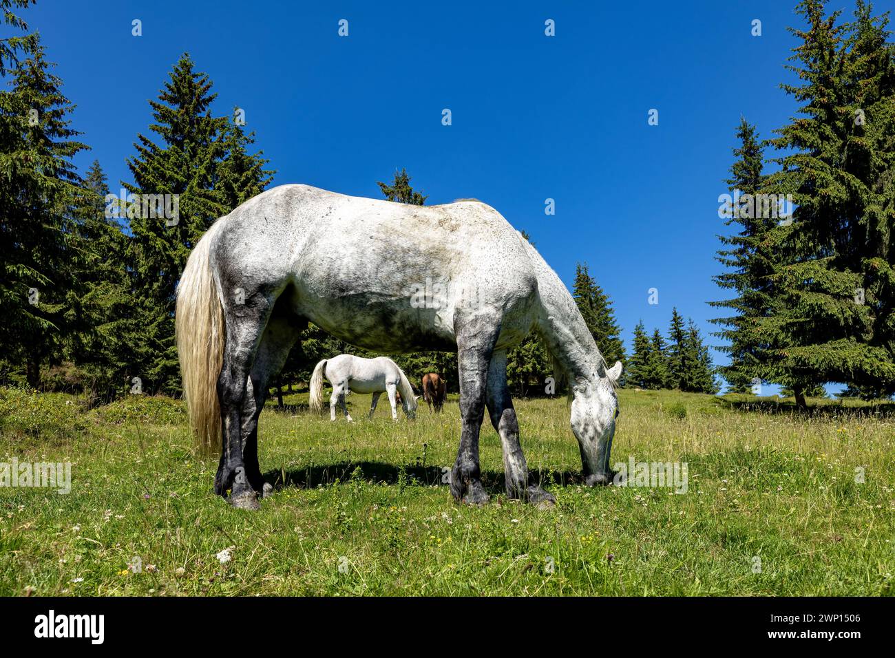 Wildes Pferd in den Karpaten Stockfoto