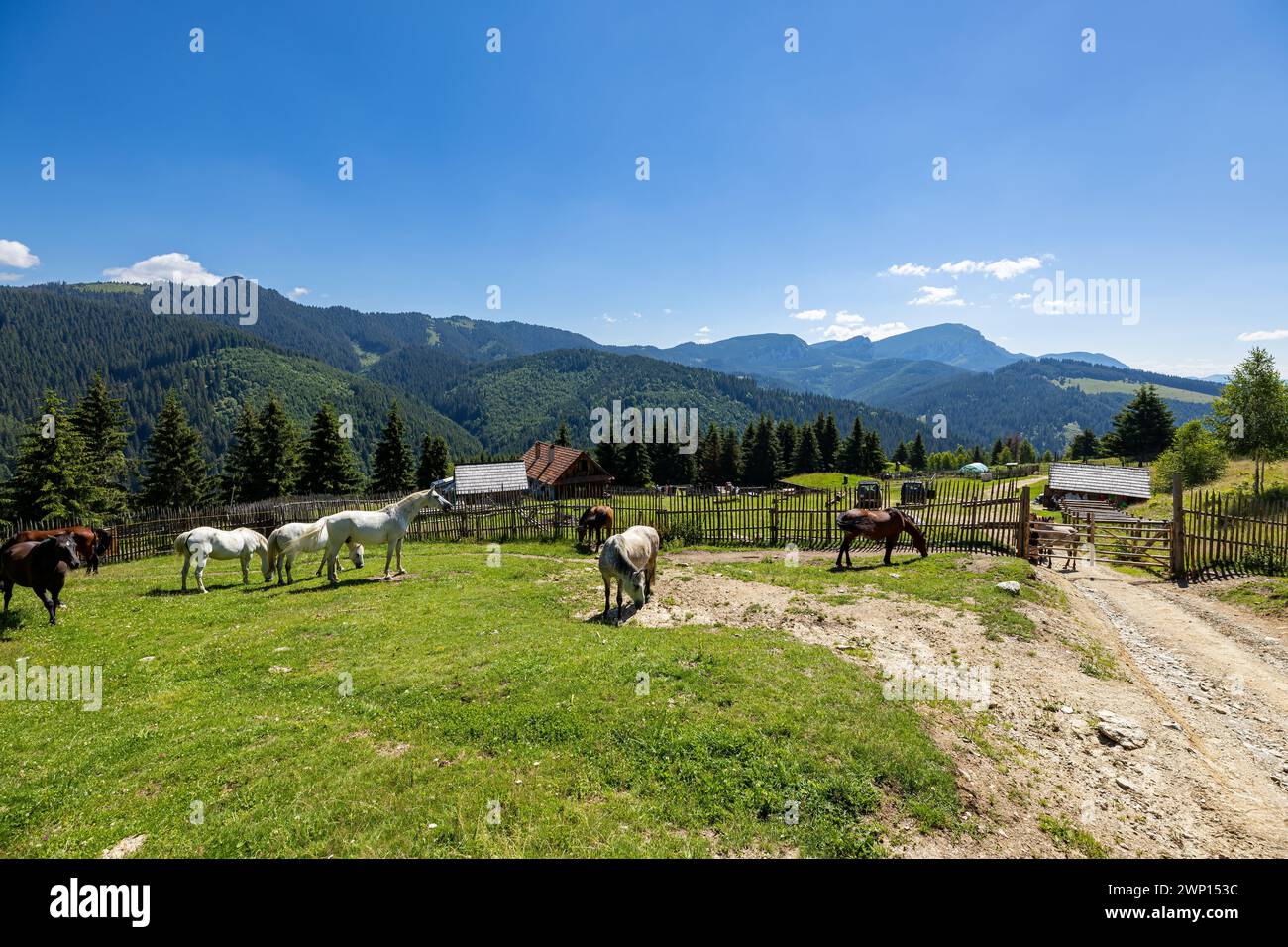 Wildes Pferd in den Karpaten Stockfoto
