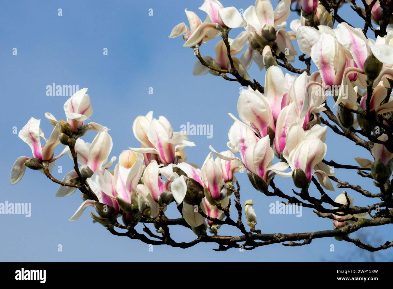 Zen Magnolienbaumblüten Zweige Magnolia zenii blühende Winterblüten Magnolienbaumzweige Stockfoto
