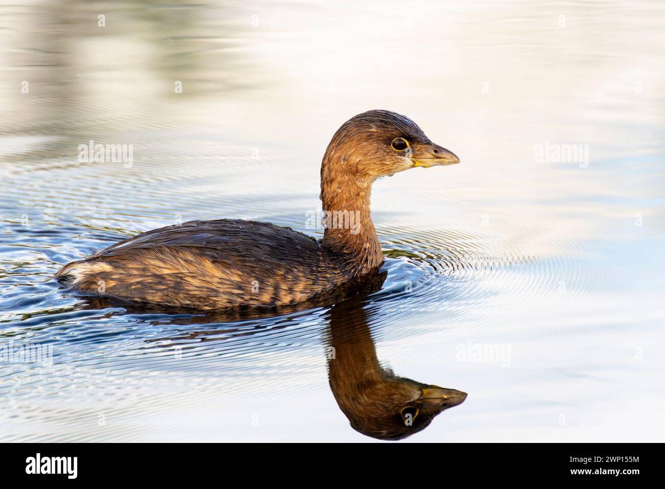 Rattenschnabel (Podilymbus podiceps) Schwimmen auf Wasser mit Reflexion, Lake Apopka, Florida, USA. Stockfoto
