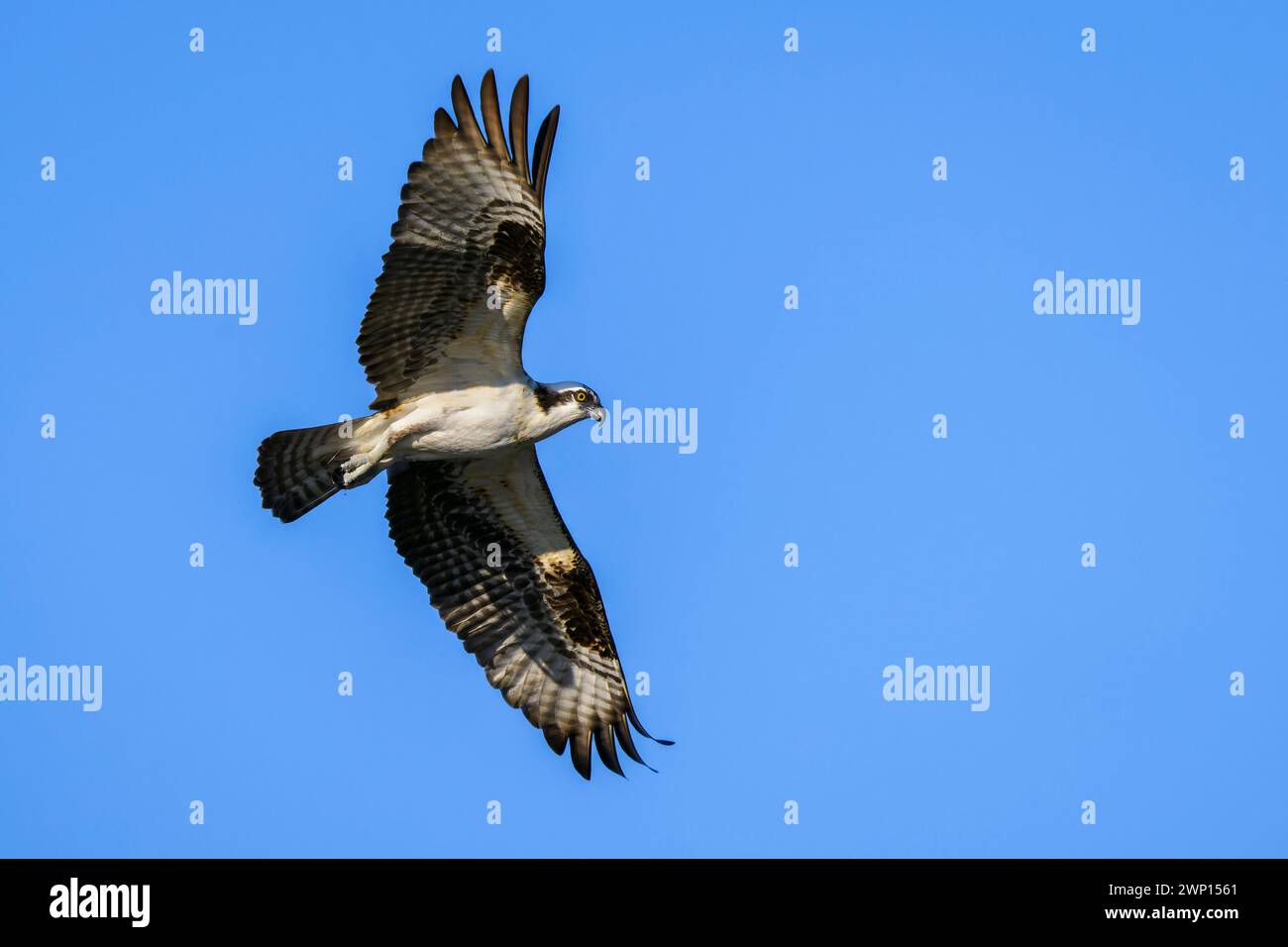 Osprey (Pandion haliaetus) im Flug mit blauem Himmel, Lake Apopka, Florida, USA. Stockfoto