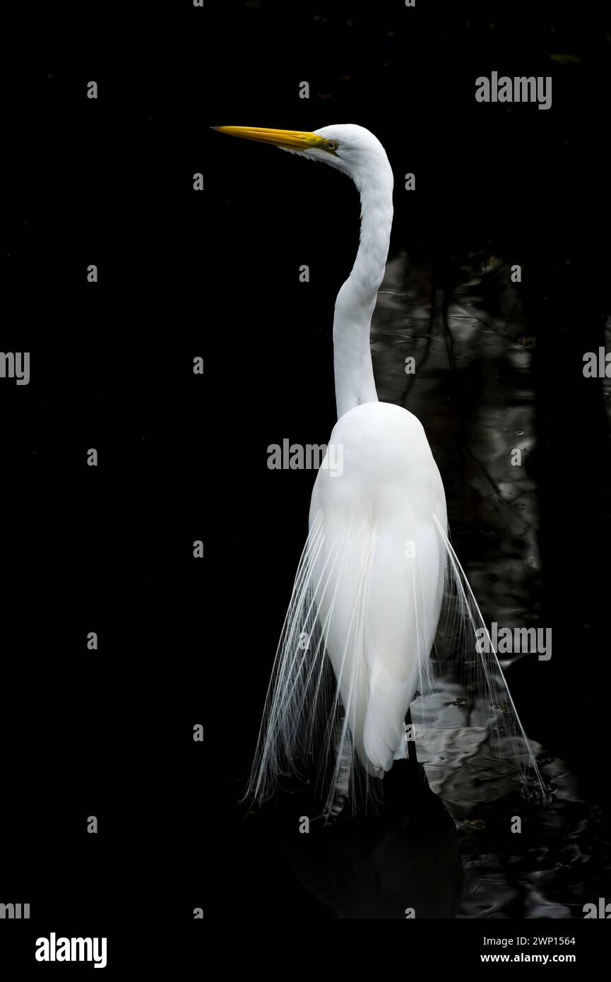 Großreiher (Ardea alba) in Zuchtgefieder, Florida, USA. Stockfoto