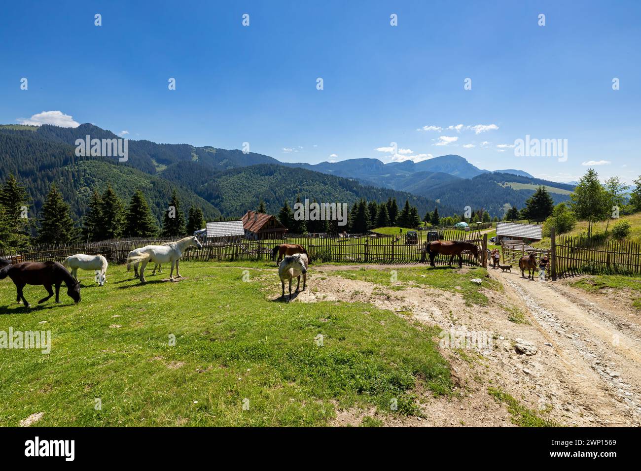 Wildes Pferd in den Karpaten Stockfoto
