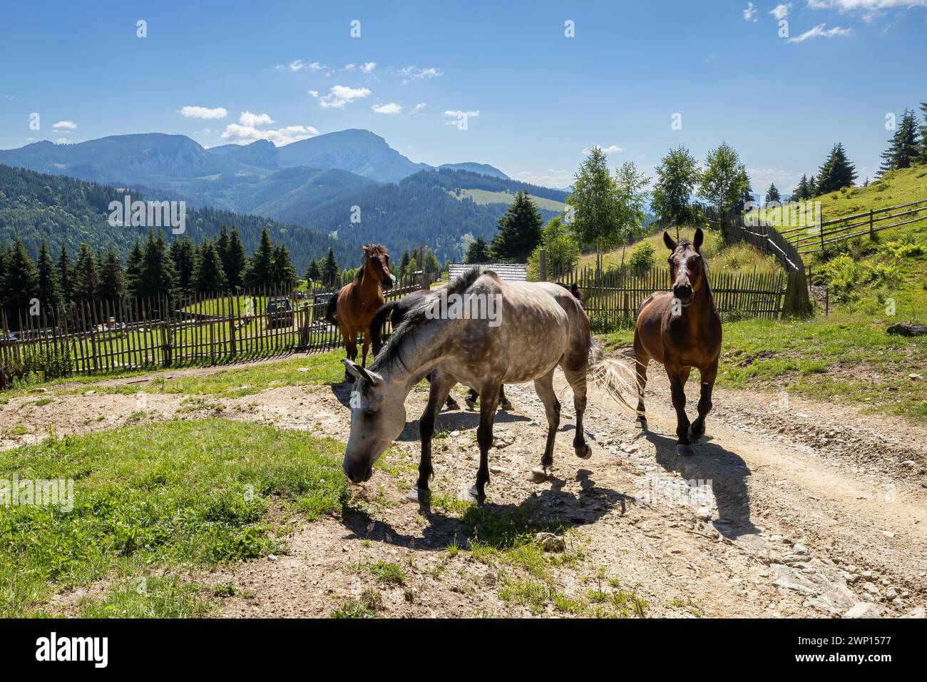 Wildes Pferd in den Karpaten Stockfoto