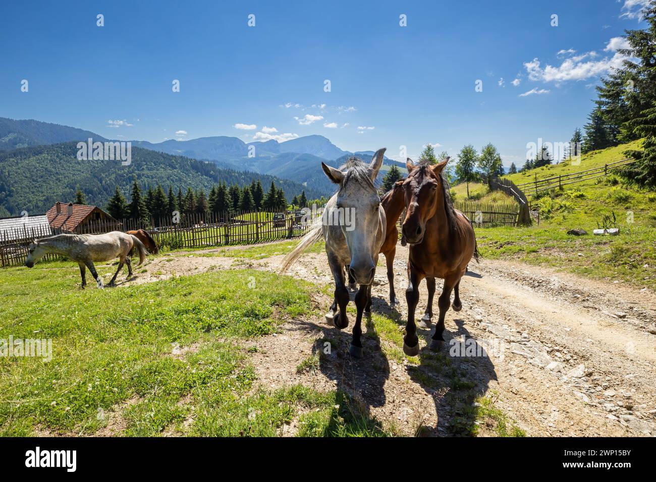 Wildes Pferd in den Karpaten Stockfoto