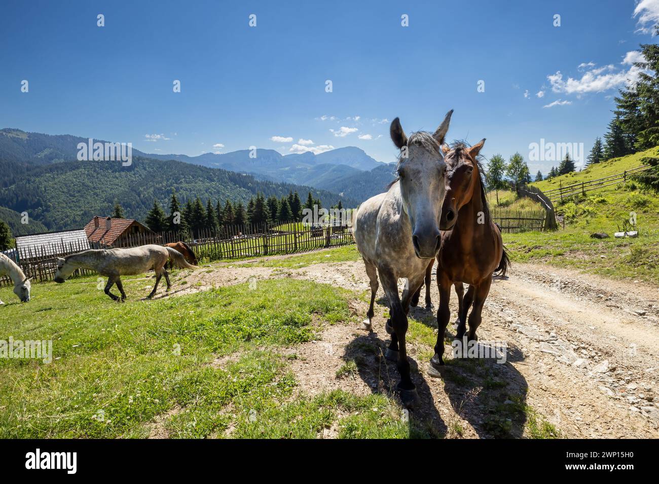Wildes Pferd in den Karpaten Stockfoto