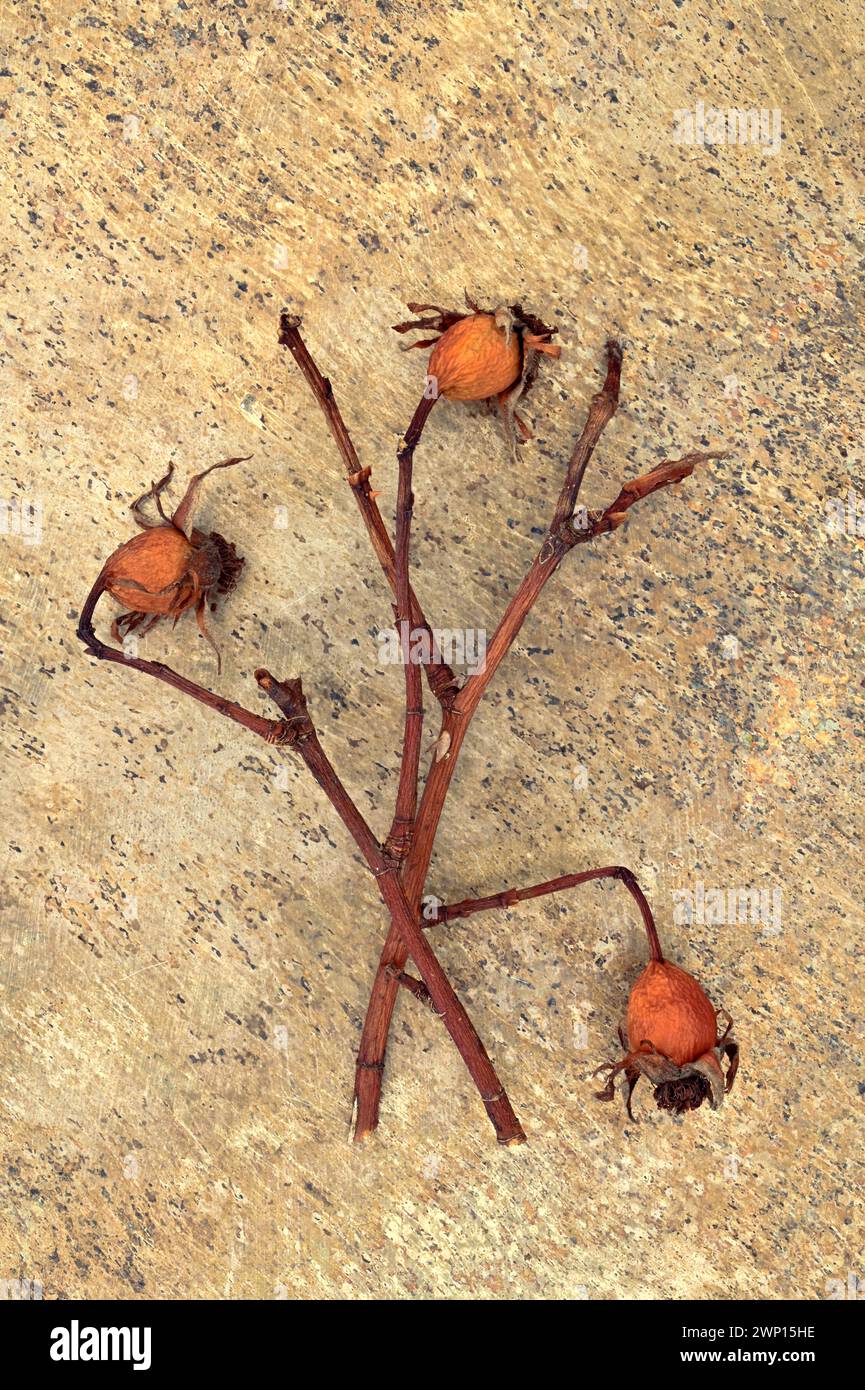 Getrocknete Holzstiele von Rose mit drei orangefarbenen Hagebutten, die auf meliertem Sandstein liegen Stockfoto