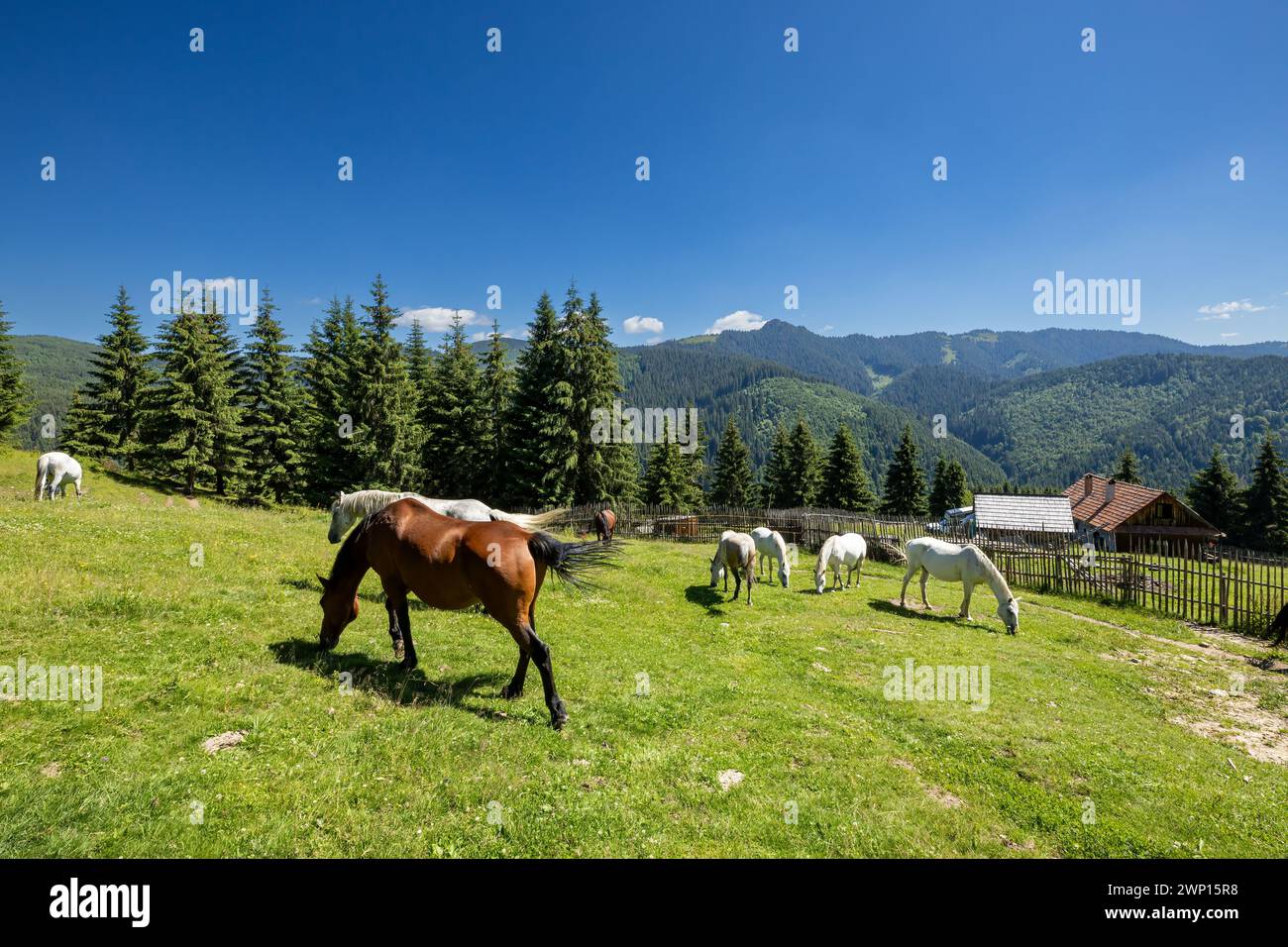Wildes Pferd in den Karpaten Stockfoto