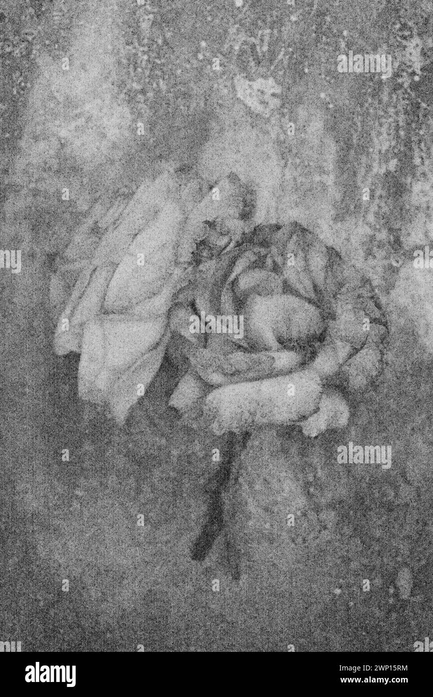 Weiches und bleistiftähnliches Schwarz-weiß-Bild von zwei weichen, verfallenen Rosen, die dicht beieinander auf angetriebenem Metall liegen Stockfoto
