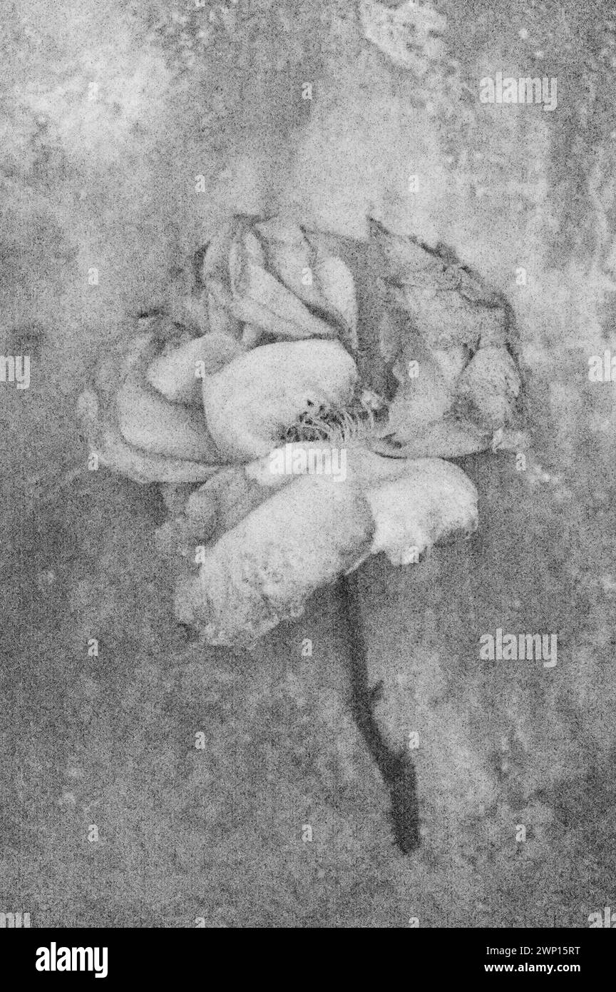 Weiches und bleistiftähnliches Schwarz-weiß-Bild einer einzelnen zart verfallenden Rose, die auf angetriebenem Metall liegt Stockfoto
